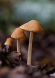 Psathyrella conopilus