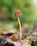 Psathyrella conopilus 