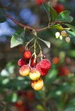 Arbutus unedo