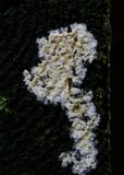 Coniophora