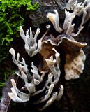 Xylaria hypoxylon 