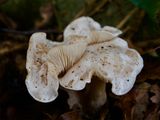 Clitocybe rivulosa 