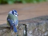 Blue Tit 