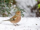 Chaffinch (male) 