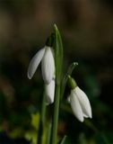 Galanthus nivalis 