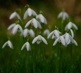 Galanthus nivalis 
