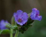 Pulmonaria officinalis 