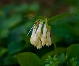 Symphytum tuberosum 