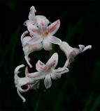 Hyacinth