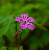 Geranium robertianum 