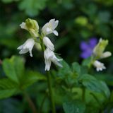 Hyacinthoides hispanica 
