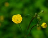 Ranunculus acris 