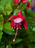 Fuchsia magellanica