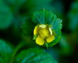 Potentilla indica