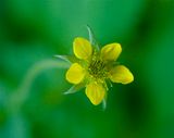 Geum urbanum