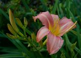 Hemerocallis 