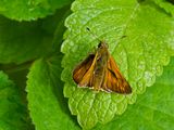 Ochlodes sylvanus