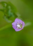 Epilobium ciliatum