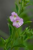 Epilobium hirsitum