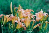 Hemerocallis 