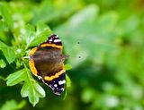 Vanessa atalanta 