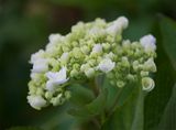 Hydrangea 