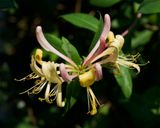 Lonicera caprifolium
