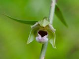 Epipactis helleborine