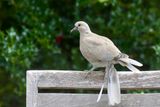 Collared Dove 
