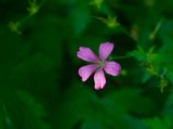 Geranium endressii 