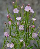 Epilobium hirsitum 