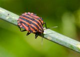 Graphosoma italicum 