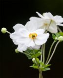Anemone