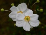 Anemone