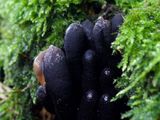 Deroceras invadens on Xylaria polymorpha