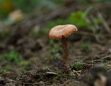 Laccaria laccata