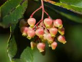 Arbutus unedo 