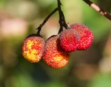 Arbutus unedo