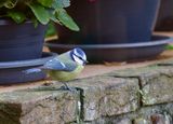 Blue Tit 