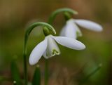 Galanthus nivalis 