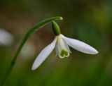 Galanthus nivalis 