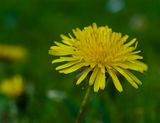 Taraxacum sp. 