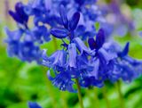 Hyacinthoides hispanica 