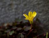 Oxalis corniculata 
