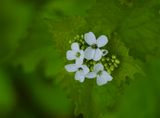 Alliaria petiolata 