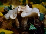 Clitocybe nebularis