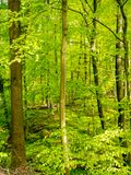 The green, green German Springforest