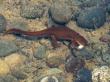 River salamander