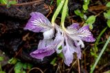 Purple iris