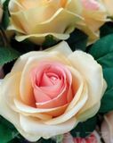 Beautiful Rose